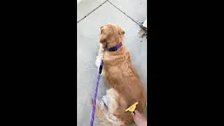 FURminator with Golden Retriever