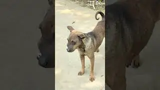 This endearing dog, with its extraordinary will to live, receives all our love and care