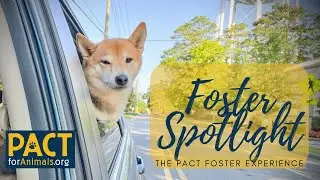Discussions with a PACT Foster Family