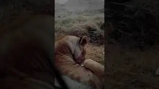 Lioness 🦁 resting