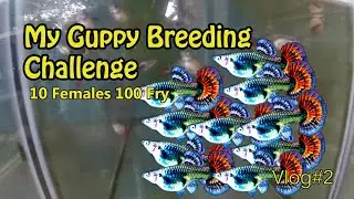 vlog2 | my guppy breeding challenge