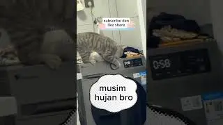 cat washing clothes #trending #viralshort #trendingshorts #animals #cat #funny