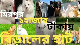 ১হাজার টাকায় বিড়াল।মিরপুর ১বিড়ালের হাট।AGMilonvai Persiancat। https://www.youtube.com/@AGMilonVai