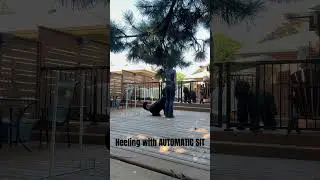 Trick dog - advance trick Heeling with automatic stop  #dogobedience #puppytraining #trickdogs