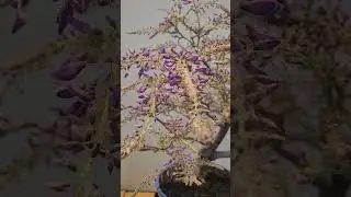 Toronto Bonsai show 💜 #plant #botanicalgarden #bonsai #bonsaishow