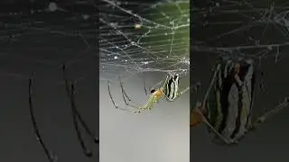 Amazing Spider Facts 🕷️ | Nature Documentary Shorts #wildlife#spider #documentary