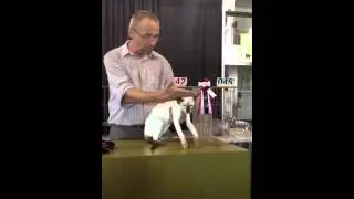 Pawsway cat show