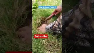 Coconut Farm 10, Metal Detecting. Exp.10 #metaldetecting
