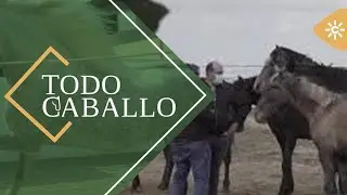 TodoCaballo | Cómo se selecciona a un futuro campeón de pura raza española
