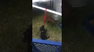 Patterdale Terriers- Ax at 7 weeks