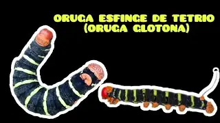 Oruga Esfinge de Tetrio (Oruga glotona) | Flora y Fauna Silvestre