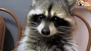 Raccoon Loves His Grapes