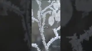 The Indestructible Plant Nature's Survivor | Can Survive even Meteor & Nuclear Attack | #strongest