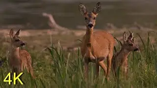 Roe doe - having two kids around her