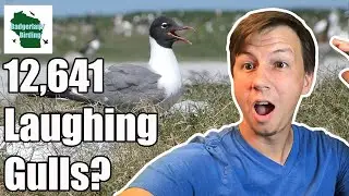 Use this eBird 