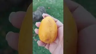 Esto es un jobo!!