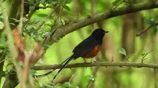 WHITE RUMPED SHAMA(calling out loud)