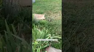 Главные вредители моего сада. The main pests in my garden. А у вас есть вредители? #katyarosesusa