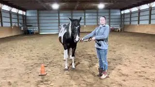 Nina Baldwin with Elinor -T&J May 2024 show: OPEN SHOWMANSHIP