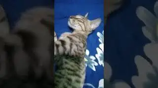 Boom 🤯 scared 😨 exlittlebeans # to funny 🤣 cat 😺 Luna playing with me #love our pets ❤️🤌🏻
