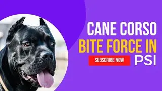 Cane Corso Bite Force PSI &ndash; How Strong Are Cane Corsos Jaws