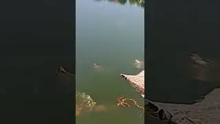 JAMMIKUNTA NAN CHERUVU 🌊 VINAYAKAS 🫶
