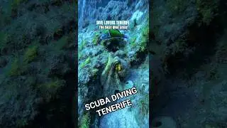 Scuba diving Tenerife - The best dive sites. #tenerife #scubadiving #octopus #teneryfa #dive