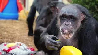 A Chimp Guide to Shelter in Place