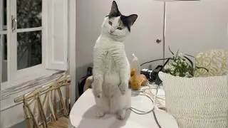 Non scrollare: questi cani e gatti divertenti ti cambiano l&rsquo;umore
