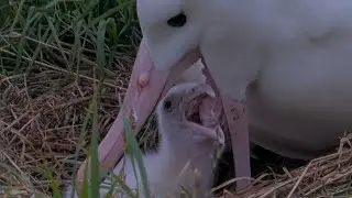 Mom Serves Up Big Meal To Her Chick At Royal Albatross Nest | DOC | Cornell Lab