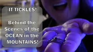 Behind the Scenes AQUARIUM Tour | An Ocean in the Mountains?! (Virginia)