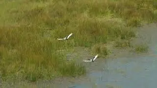 A Long Flight of the Birds | 10-Minute African Bird Soundscape | Great Plains Conservation