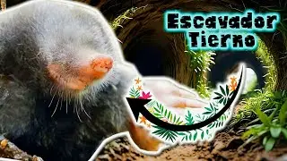 Topo Com&uacute;n | Documental de Animales
