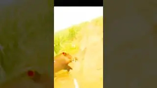 Fast Chase in the Jungle &ndash; Perfect Shot on the Runing