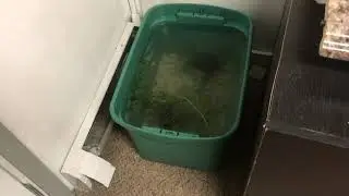 Redneck Corydora breeding tank:aquarium | How to build an aquarium with tupperware bin