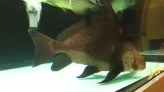 High Fin Loach