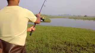 | How To Snakehead Fish Hunt | Fishing Catch | Amazing Fishing || Incredible fishing