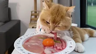 cat eat meatslices 🥩🥚🍳|cat eating sliced meat 🐓| ASMR cat mukbang #cat #cats