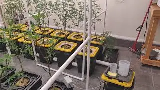 8 light RDWC new cycle Sunset sherbet Root Aphid battle episode 2