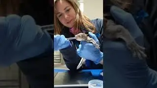 Administering oral fluids to a baby squirrel