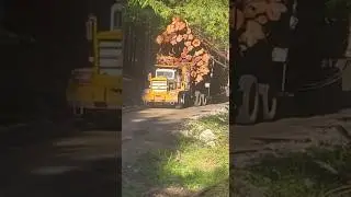 Pacific P16 logging down hill 🤯| Snowrunner in real life