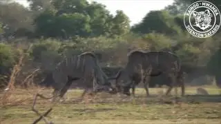Kudu Bulls Fighting For Dominance