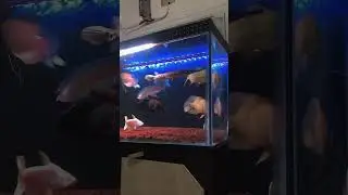 IKAN PREDATOR BERSATU #music #aquscape #aquascap #aquascapemini #cover