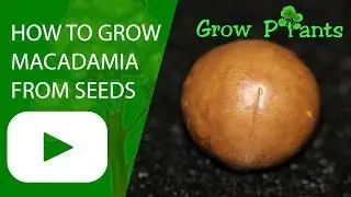How to grow Macadamia Nut from seeds