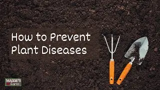 How to Prevent Plant Diseases | Ep. 4 (Gardening Series)