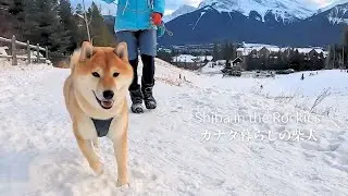 周りが楽しそうだと、つられて思わず笑顔になってしまう柴犬ソラ [4K]