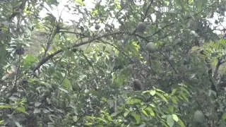 Cherimoya and Mango Trees on the Inca Jungle Trek in Peru
