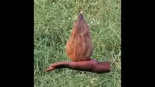 Shape of coconut | Water diviner elumalai | 🙏 #shorts
