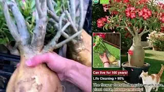 Meet Your Garden's New Best Friend The Magical Desert Rose!