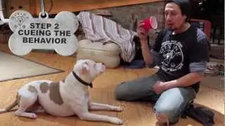 Dog Training: 